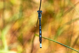 Blaue Quelljungfer auf warmem Hintergrund von Sander Voost