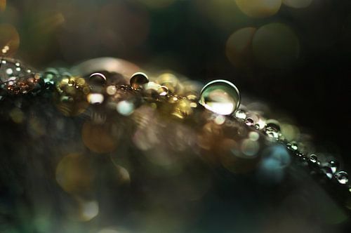 Macro - Sparkle