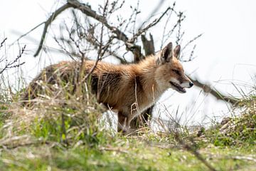 Fuchs von Loek Lobel