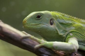 Groene iguana; hagedis in close-up