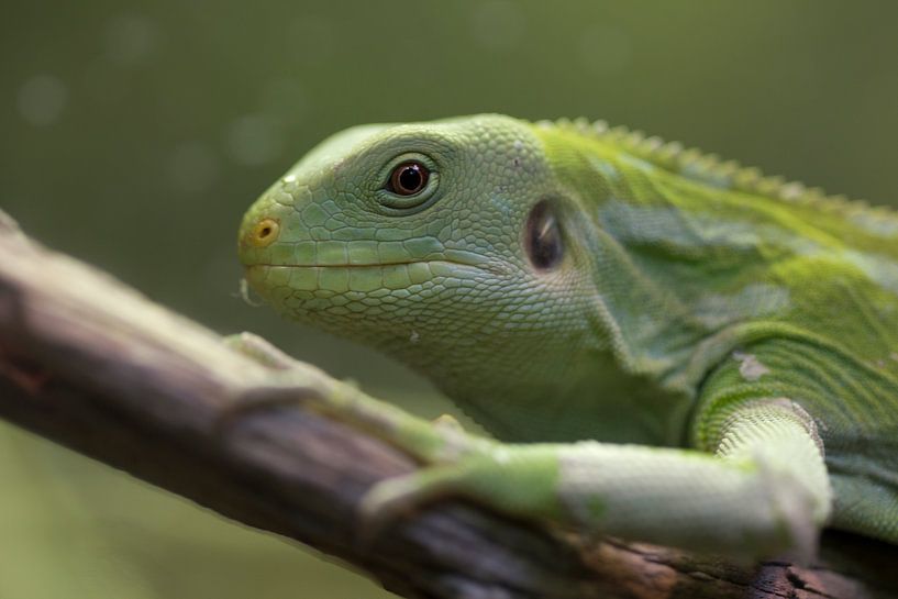 Groene iguana; hagedis in close-up by Linda Heilmann