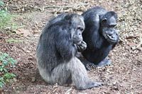 Oude en wijze chimpansee