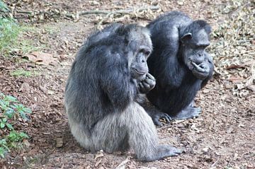 Oude en wijze chimpansee van Ronald en Bart van Berkel