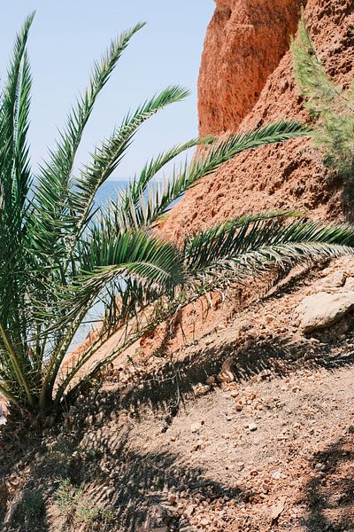 Palm, red rock and the Mediterranean in Ibiza // Travel photography by Diana van Neck Photography