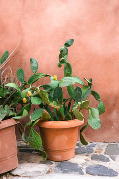 Cactus Griekenland