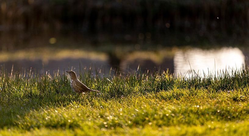 Sparrow standing on the grass at the water's edge by Percy's fotografie