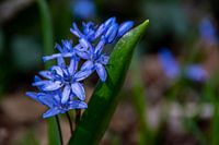 Een blauwe bloem in het bos