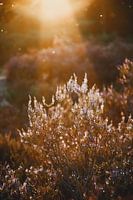 Lumière sur la Kalmthoutse Heide