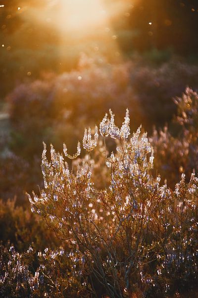 Licht in der Kalmthoutse Heide von Shana Van Roosbroek