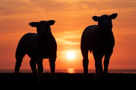 Lambs at sunset on the dike by Arjan Dijksterhuis