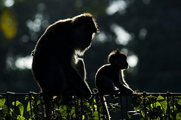 Moeder met baby (aap) van Wijnand Loven