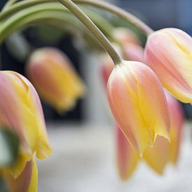 Gelbe Tulpen von Marc  Verbeek