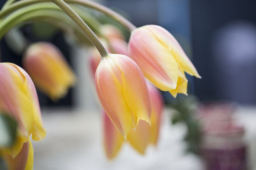 Gelbe Tulpen von Marc  Verbeek