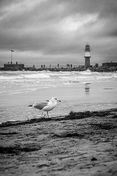 Zeemeeuw op het strand met pierverlichting op de achtergrond in zwart-wit