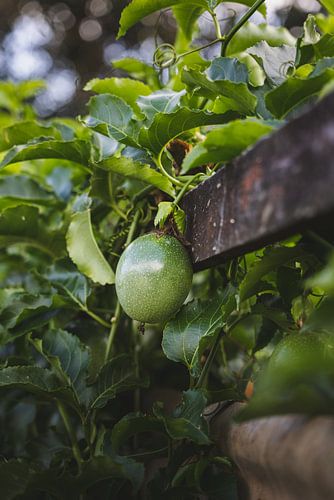 Een bijna rijpe passievrucht aan de boom