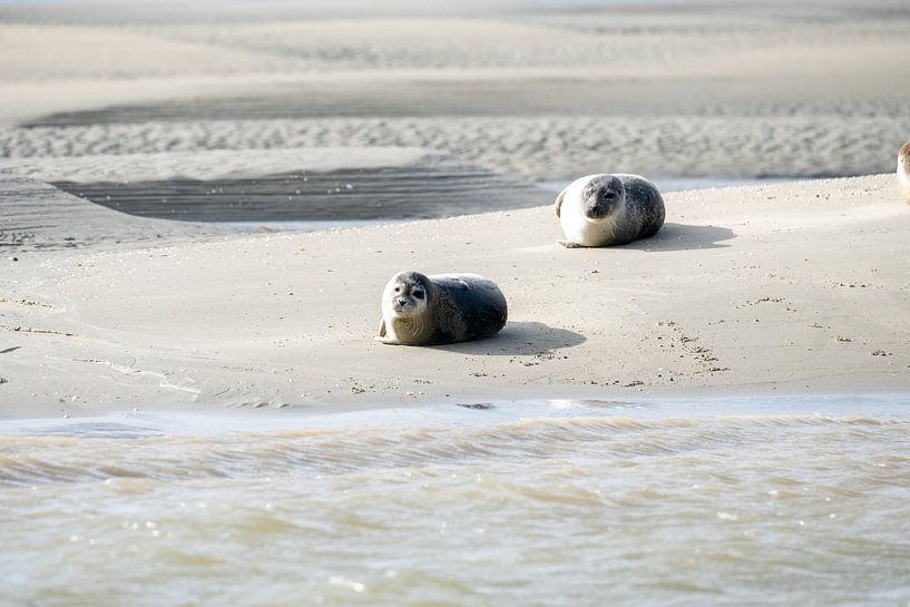 Joints par Maaike Krimpenfort