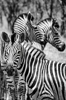 Zèbres en noir et blanc, Parc national Kruger, Afrique du Sud