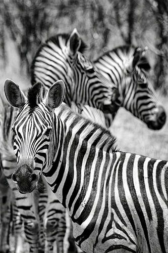 Zebra's in zwart en wit, Kruger National Park, Zuid-Afrika