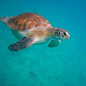 Schwangere Meeresschildkröte vor der Küste von Curacao. von Erik de Rijk