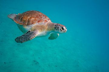Zwangere zeeschildpad voor de kust van Curacao. van Erik de Rijk