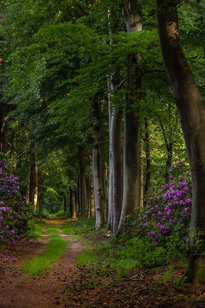 Rhododendron-Allee von Monica de Jong