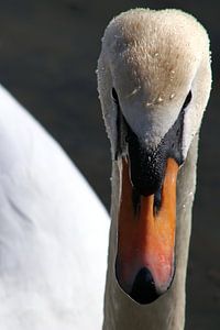 Cygne muet