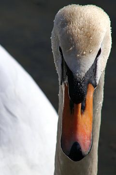 Höckerschwan von John Kerkhofs