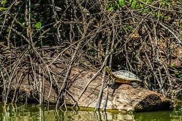 Sunbathing by Thomas Riess