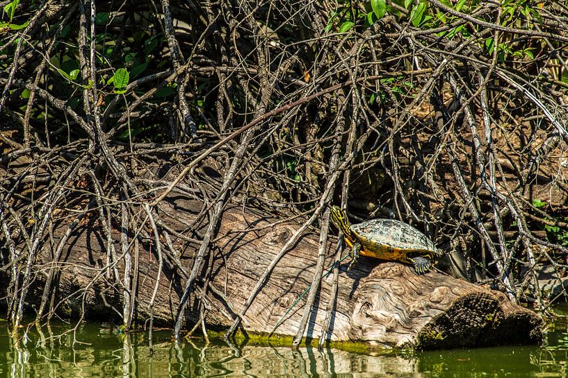 Sunbathing by Thomas Riess