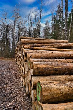 Troncs d'arbres empilés au bord de la route dans la forêt. Matériel d'arbre sur Martin Köbsch