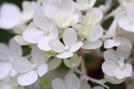 Weißer Hydrangea von Jolanta Mayerberg Miniaturansicht
