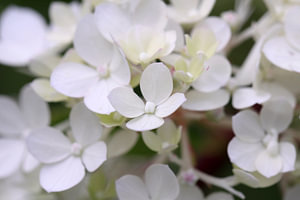 Witte hortensia
