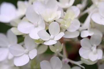 Witte hortensia van Jolanta Mayerberg