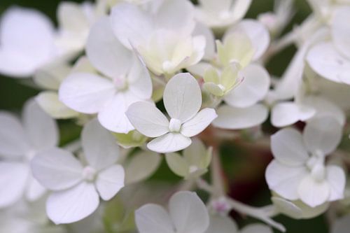 Hortensia blanc