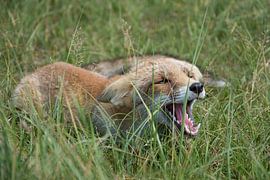 Onderdanige vos by Yvonne van der Meij