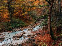 Natuur 6