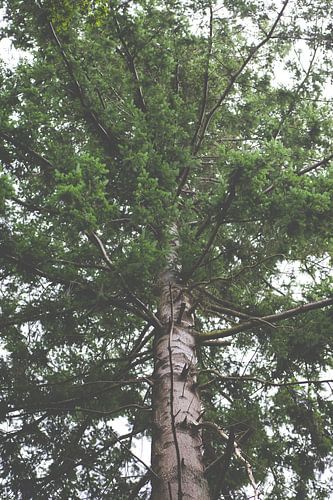 Dennenboom in bos | Natuur fotografie