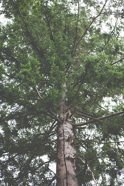 Pine tree in forest | Nature photography by Denise Tiggelman