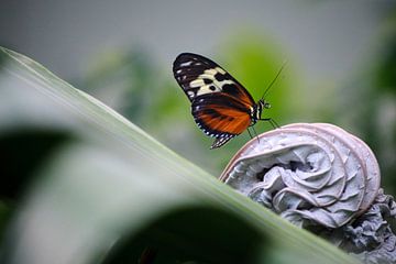 Passionsblume Schmetterling auf frischem Hintergrund von Pascal Muller