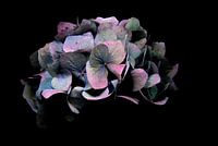 Hydrangea