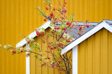 Detail of yellow Norwegian house, tree with red berries in Norway