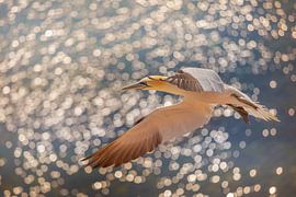 Jan van Gent au-dessus de la mer sur Andy Luberti