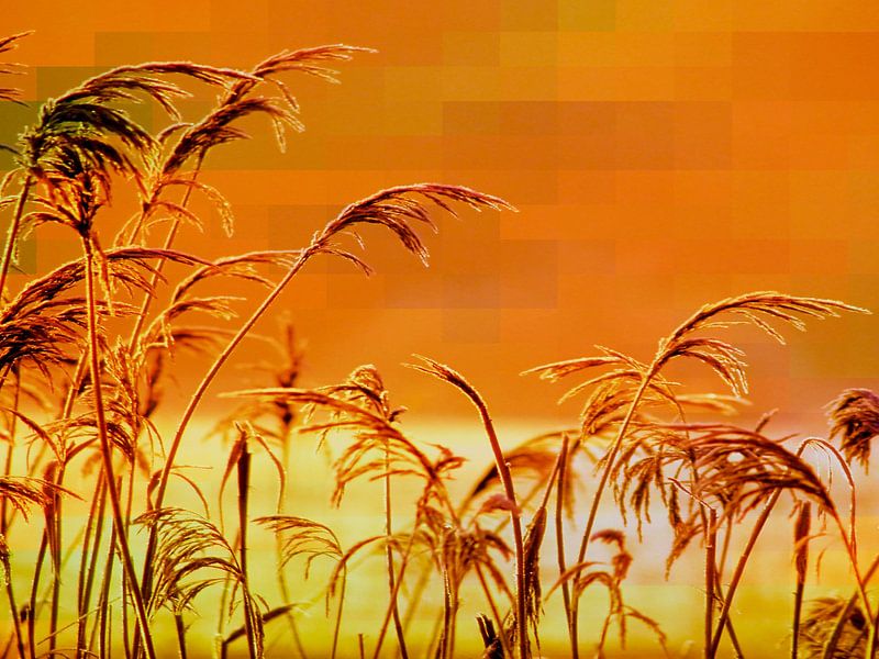 Riet voor een geometrische kleurrijke achtergrond van art559