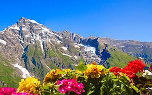 Sommerblumen vor der Kulisse des Wiesbachhorns