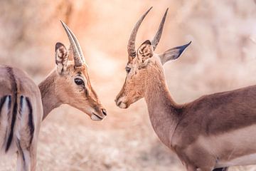 Impala's in het Krugerpark, Zuid-Afrika van Nikkie den Dekker | travel & lifestyle photography