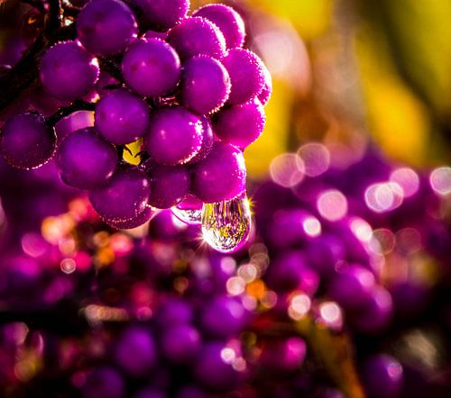 callicarpa