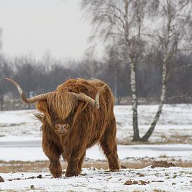 Highland Cattle von Michiel Leegerstee