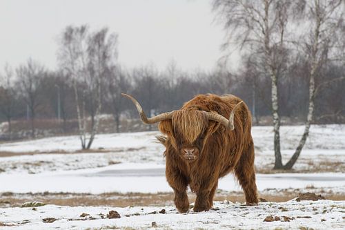 Highland Cattle sur Michiel Leegerstee