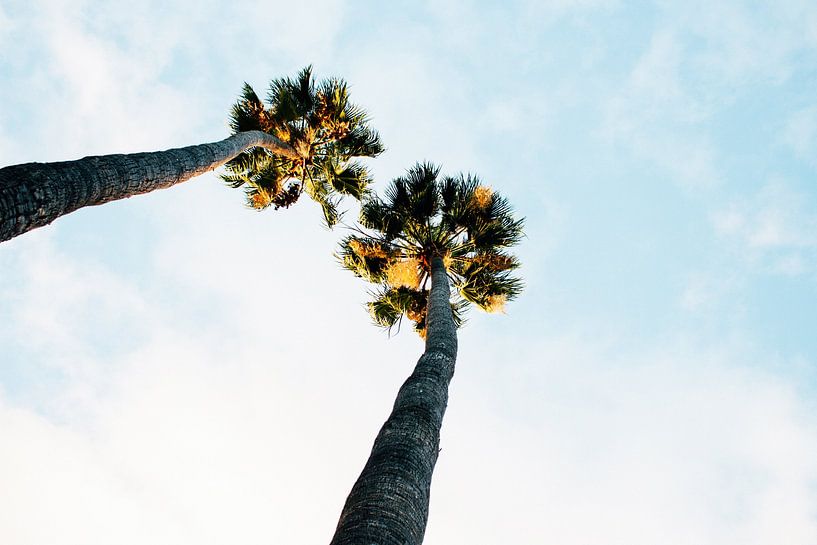 Ansicht von unten Palmen III von Walljar