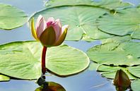 Water lily in the pond by Violetta Honkisz thumbnail